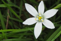 vogelmelk#(20260427) flora