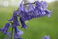 hyacint#(20260427) flora