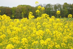 raapzaad#(20260427) flora