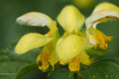 Bonte gele dovenetel (Lamiastrum galeobdolon sub. argentatum)