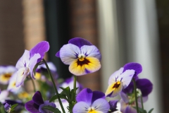 viooltje#(20190428) flora