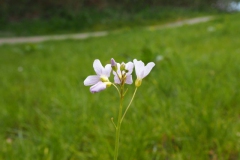 pinksterbloem#(20160430) flora