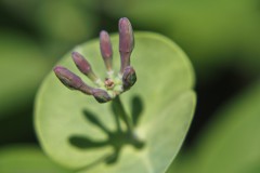 kamperfoelie#(20250430) flora