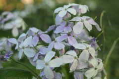 judaspenning#(20260501) flora