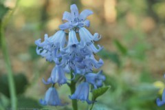 hyacint#(20260501) flora