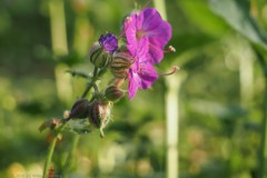 ooievaarsbek#(20260501) flora
