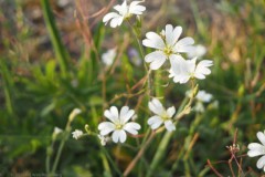 akkerhoornbloem#(20260502) flora