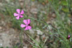 anjer#(20250505) flora