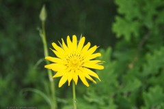 morgenster#(20250505) flora