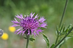 grote centaurie#(20250505) flora