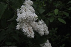 sering#(20260505) flora