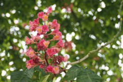 paardenkastanje#(20250505)a flora
