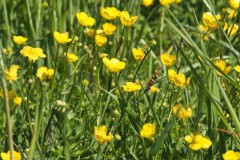 boterbloem#(20250510) flora