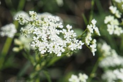 fluitenkruid#(20250510) flora