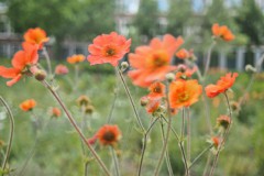 geum#(20260511) flora