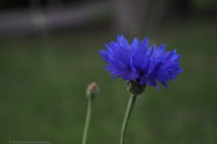 korenbloem#(20260511) flora
