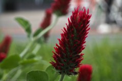 klaver#(20260511) flora