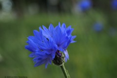 korenbloem#(20260511) flora