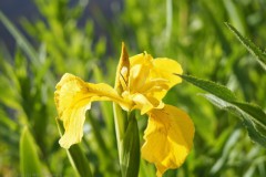 gele lis#(20260511) flora