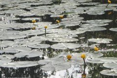 gele plomp#(20260511) flora