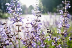 veldsalie#(20260511) flora