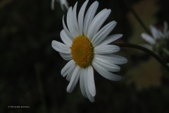 margriet#(20260511) flora