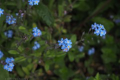 verget-mij-nietje#(20260511) flora