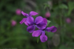 judaspenning#(20260511) flora