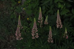 lupine#(20260511) flora