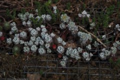 sedum#(20260511) flora