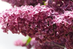 sering#(20160511) flora