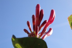 kamperfoelie#(20140517) flora