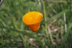 slaapmutsje#(20260518) flora
