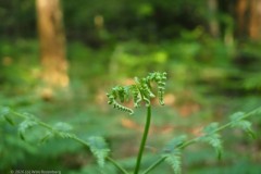 varen#(20260527) flora