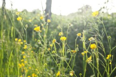 boterbloem#(20260527) flora