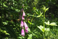 vingerhoedskruid#(20260530)a flora