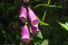 vingerhoedskruid#(20260530)b flora