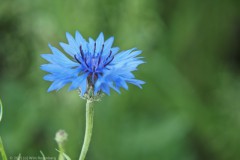korenbloem#(20250531)a flora