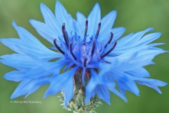 korenbloem#(20250531)aa flora