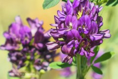 luzerne#(20250531)aa flora