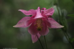 akelei#(20260601) flora