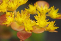 sedum#(20170602) flora