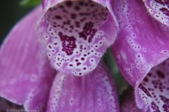 vingerhoedskruid#(20250611)c flora