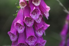 vingerhoedskruid#(20250611)b flora
