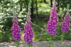 vingerhoedskruid#(20250611)a flora