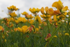 klaver#(20160611) flora