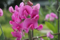 lathyrus#(20260617) flora