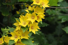 puntwederik#(20260617) flora