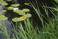 waterlelie#(20250626) flora