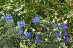 slangenkruid#(20250628) flora